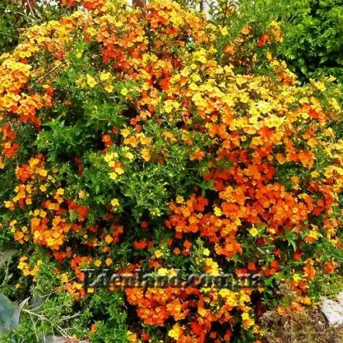 Изображение Стрептосолен Джеймсона - Streptosolen jamesonii