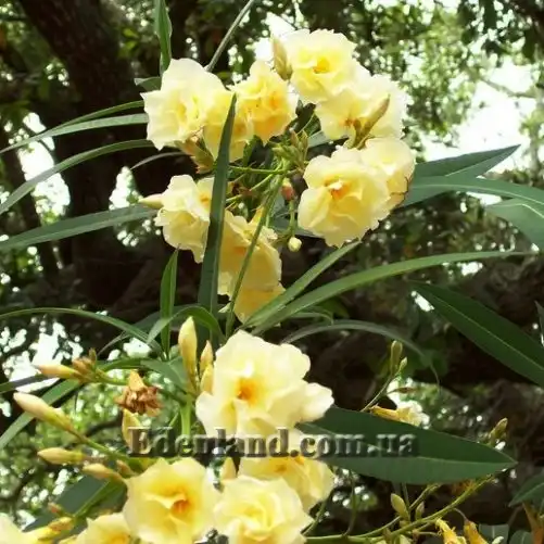 Изображение желтый