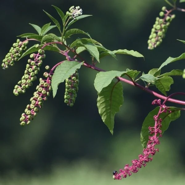 Изображение Фитолакка американская  - Phytolacca americana