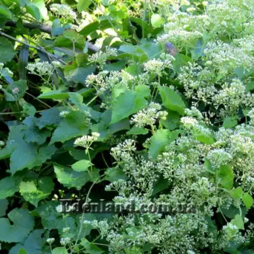 Зображення Міканія Гуако - Mikania guaco 