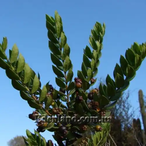 Изображение Лума Чекен - Luma chequen