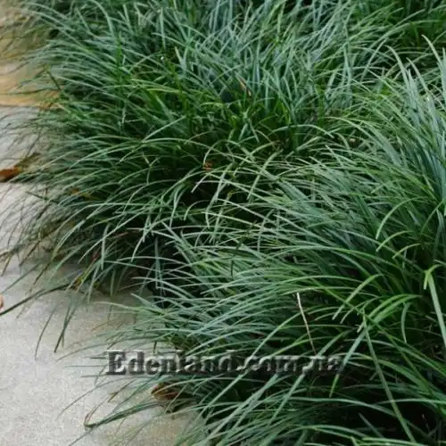 Изображение Офиопогон японский - Ophiopogon japonicus