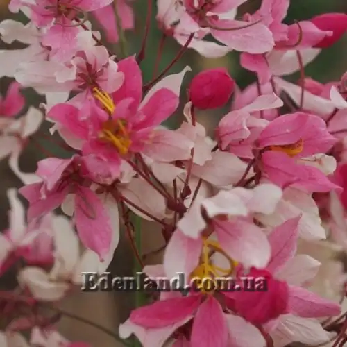 Изображение Кассия Ренигера - Cassia Renigera