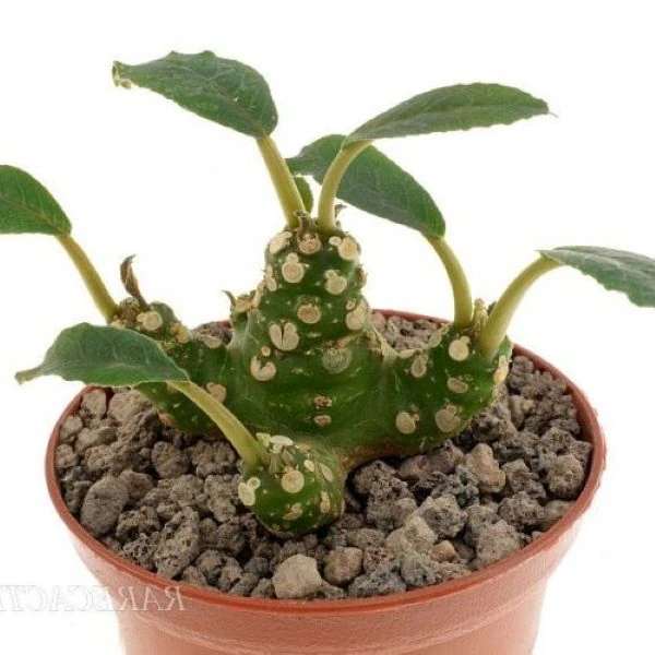 Зображення Дорстенія смердюча - Dorstenia foetida