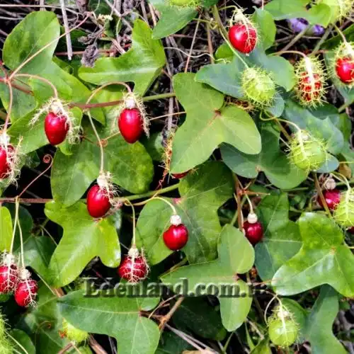 Изображение Пассифлора вонючая (гибискусолистная) - Passiflora foetida v.hibiscifolia