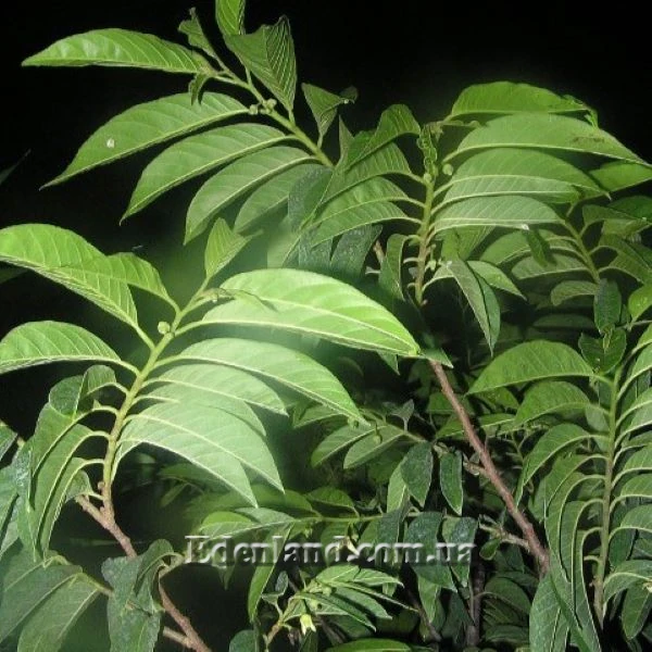 Изображение листья, начало цветения