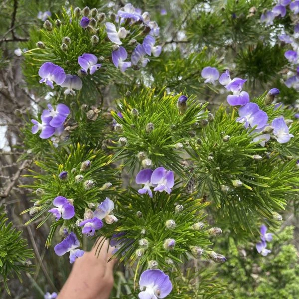 Зображення Псоралея деревовидна - Psoralea arborea