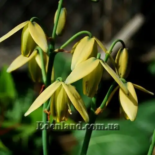 Изображение Альбука спиральная - Albuca spiralis