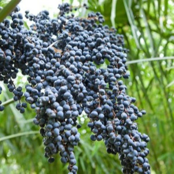 Изображение Трахикарпус Вагнера  - Trachycarpus wagnerianus 