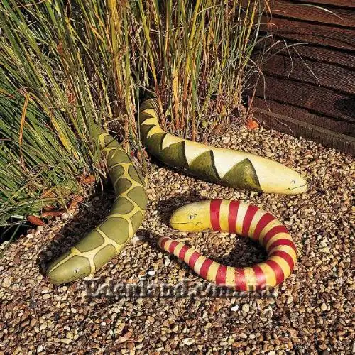 Изображение Трихозант, змеевидный огурец - Trichosanthes cucumerina