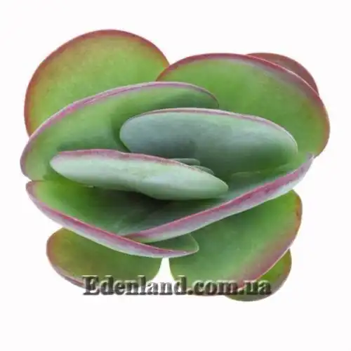 Изображение Каланхоэ Лусия - Kalanchoe luciae