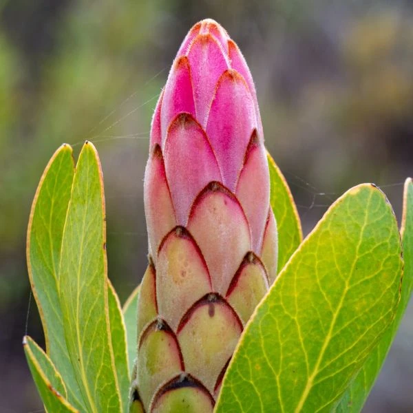 Зображення Протея компактна - Protea compacta 