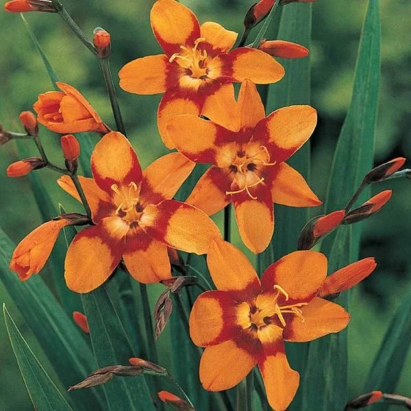 Изображение Крокосмия Новые гибриды  - Crocosmia New Hybrids 