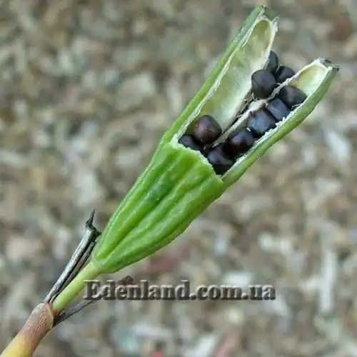 Изображение Диетес крупноцветковый       - Dietes grandiflora