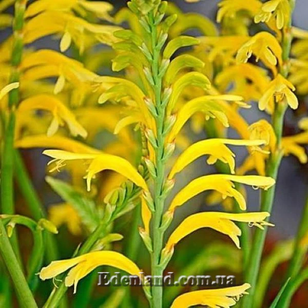 Изображение цветение