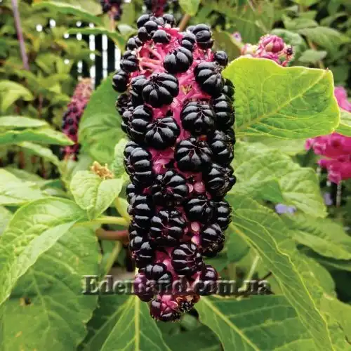 Изображение созревающие плоды