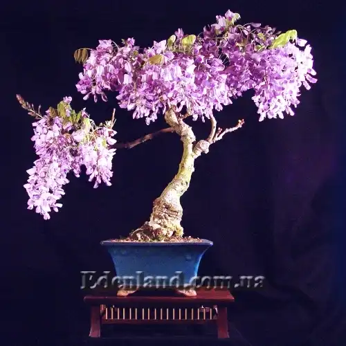 Изображение Болюсантус изящный - Bolusanthus speciosus