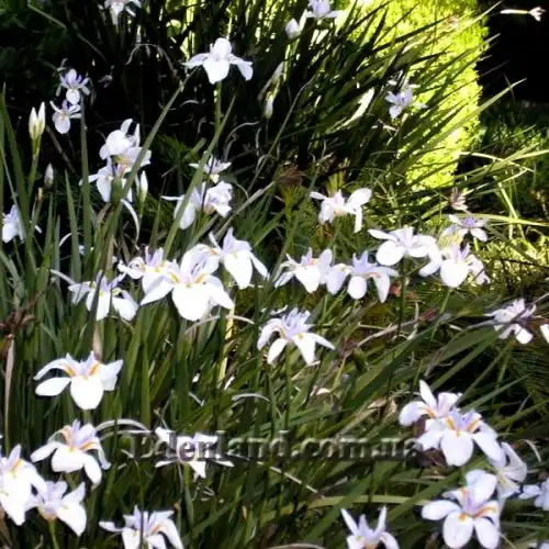 Изображение Диетес крупноцветковый       - Dietes grandiflora