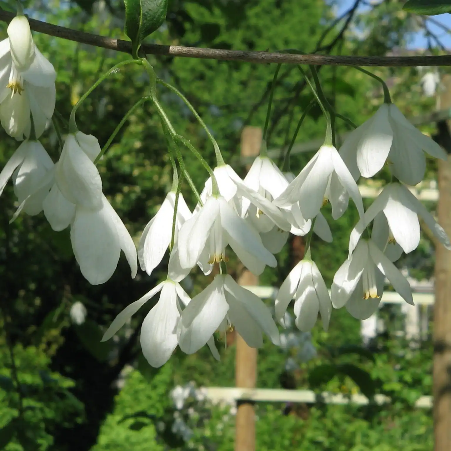 Изображение цветение