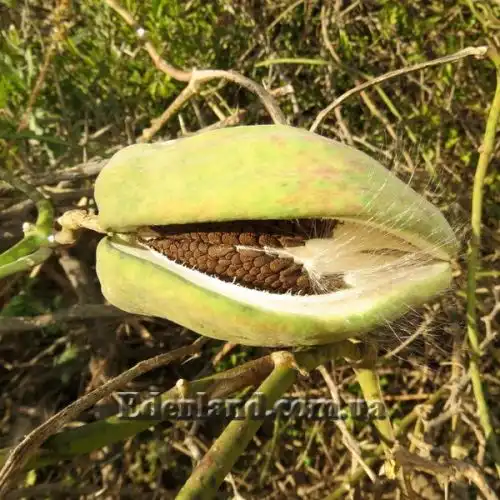 Изображение Арауджия вишнеплодная - Araujia sericifera