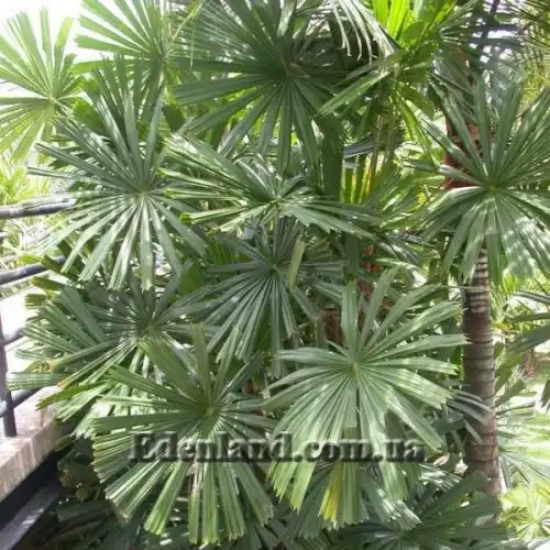 Изображение Ликуала колючая - Licuala spinosa
