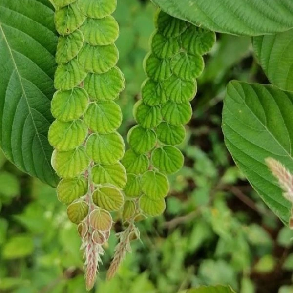 Зображення Філлодій гарний - Phyllodium pulchellum 