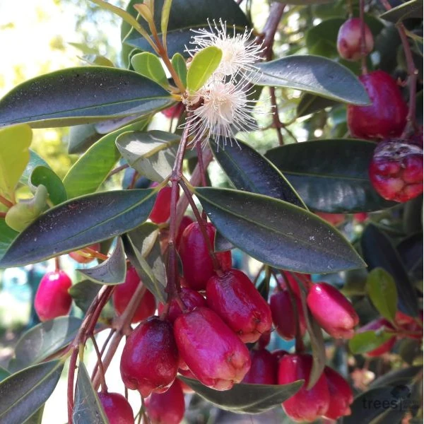 Зображення Сізігіум волотистий - Syzygium paniculatum