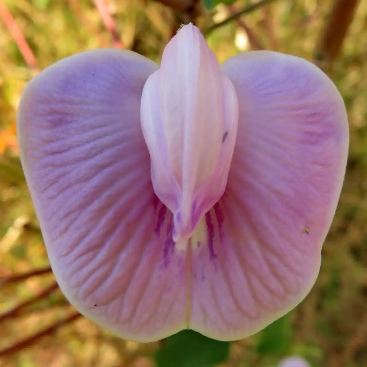 Изображение Центросема опушенная  - Centrosema pubescens