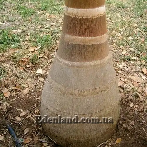 Изображение низ ствола