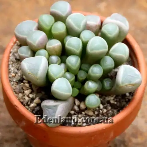 Изображение Фенестрария Булаволистная - Fenestraria rhopalophylla subsp. aurantiaca