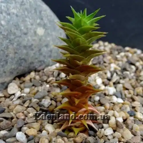 Изображение Астролоба листочковая - Astroloba foliolosa