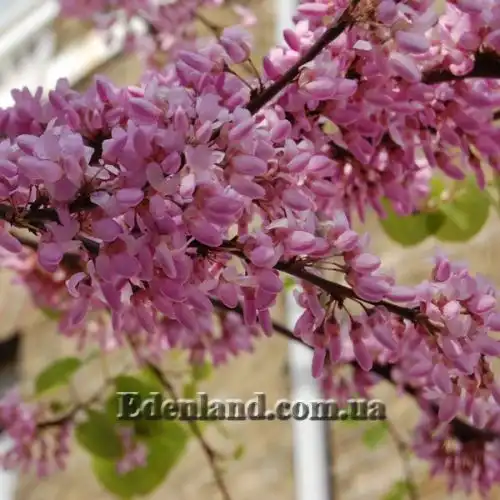Изображение Церцис рожковый - Cercis siliquastrum