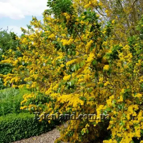 Зображення Азара зубчаста - Azara serrata 