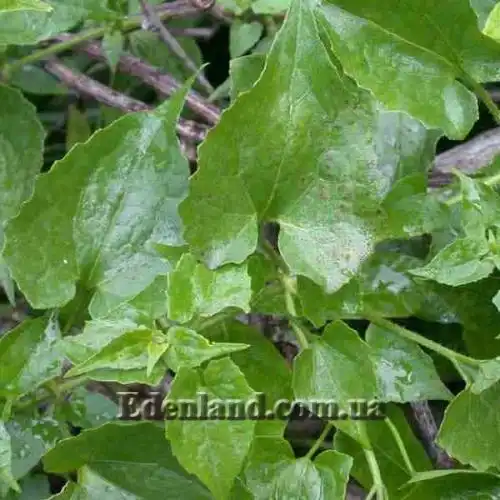 Зображення Міканія Гуако - Mikania guaco 