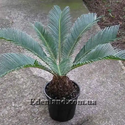 Изображение Цикас поникающий - Cycas revoluta