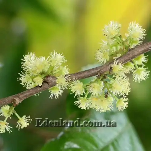Изображение Флакуртия неколючая  - Flacourtia inermis