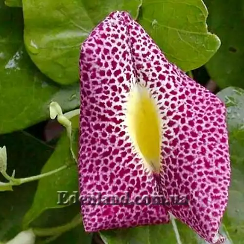 Изображение цветок