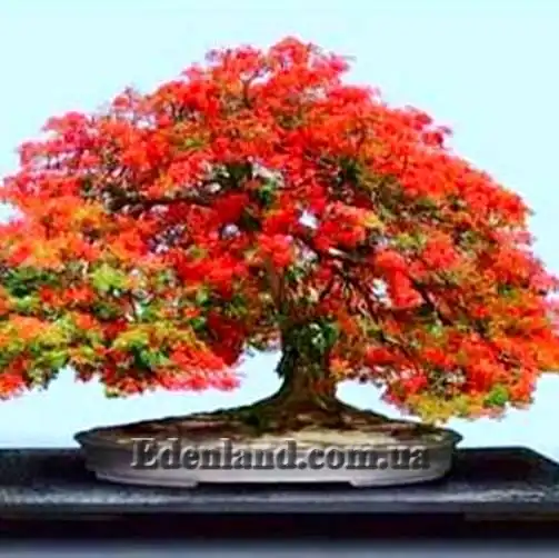 Изображение бонсай