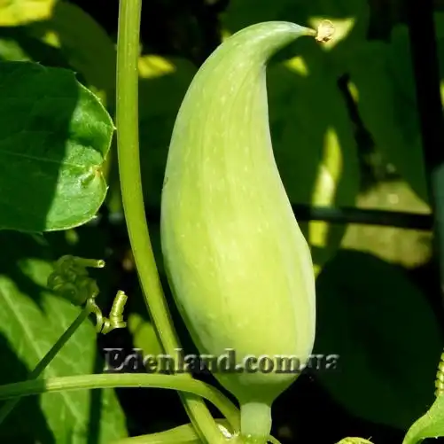 Изображение плод