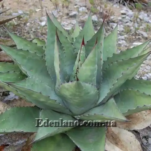 Изображение Агава Джентри - Agave gentryi