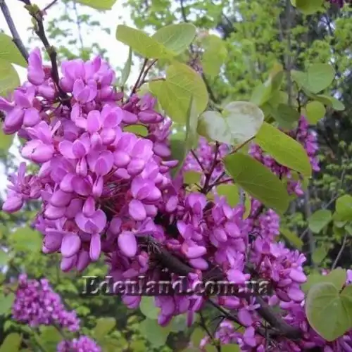 Изображение Церцис рожковый - Cercis siliquastrum