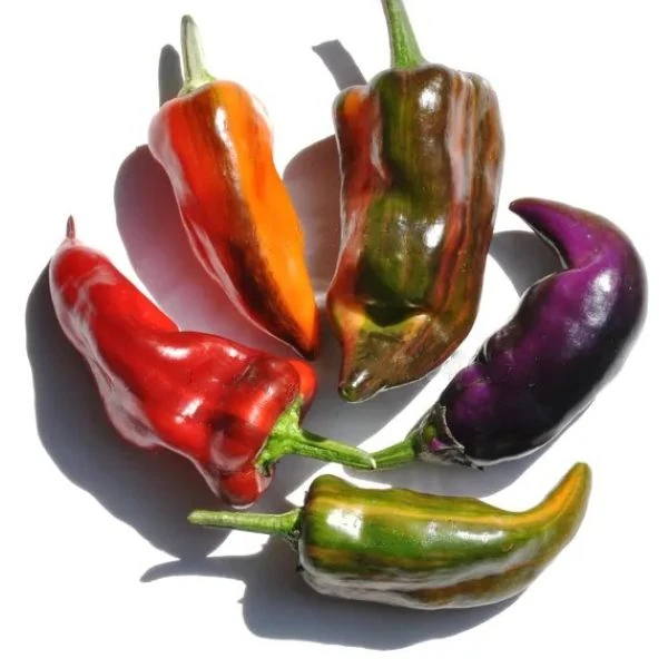 Зображення Перець гострий Халапеньо Тигр - Capsicum annuum ‘Jalapeño Tiger’ 