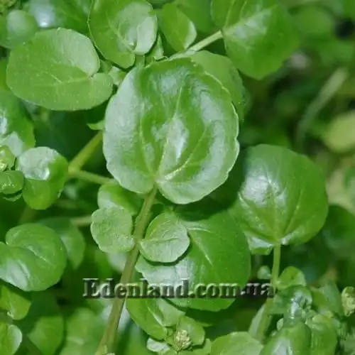 Изображение Настурция лекарственная - Nasturtium officinale