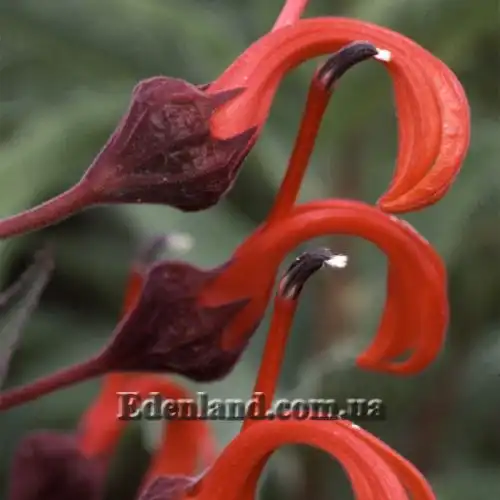 Изображение Лобелия Тупа - Lobelia tupa