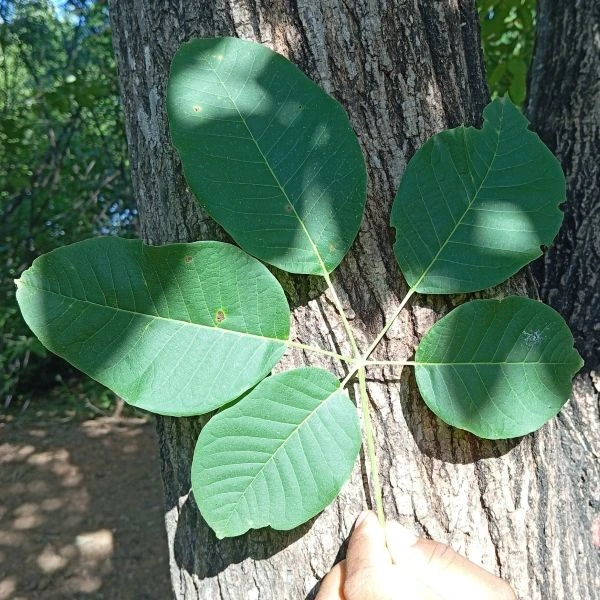 Изображение Хандроантус импетигинозный  - Handroanthus impetiginosa