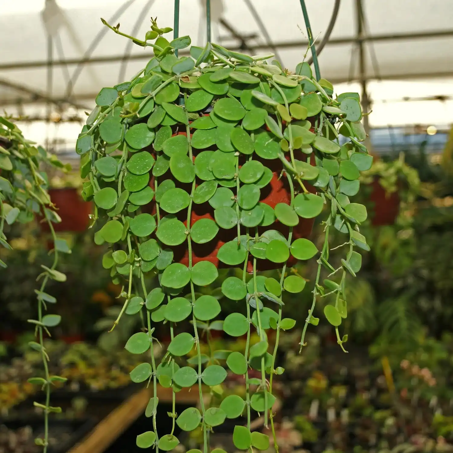 Зображення доросла рослина