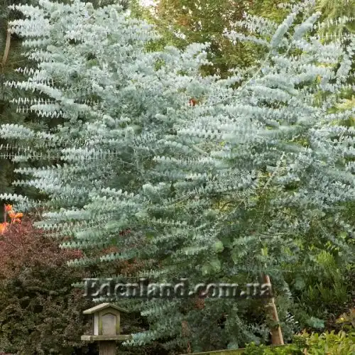 Изображение Эвкалипт припудренный Сорт Baby Blue - Eucalyptus pulverulenta