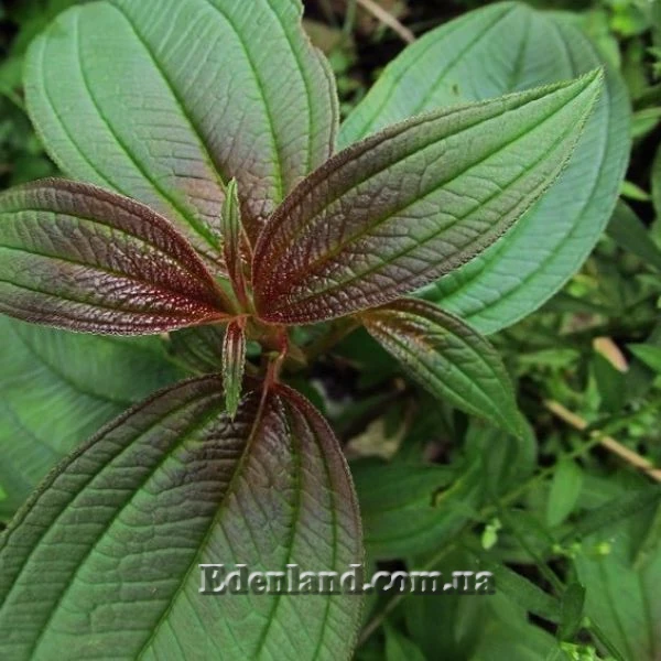 Изображение молодые листья