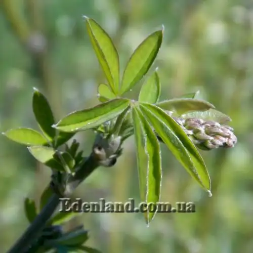 Изображение Лабурнум анагиролистный - Laburnum anagyroides