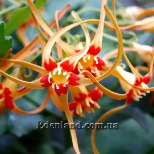 Изображение цветение